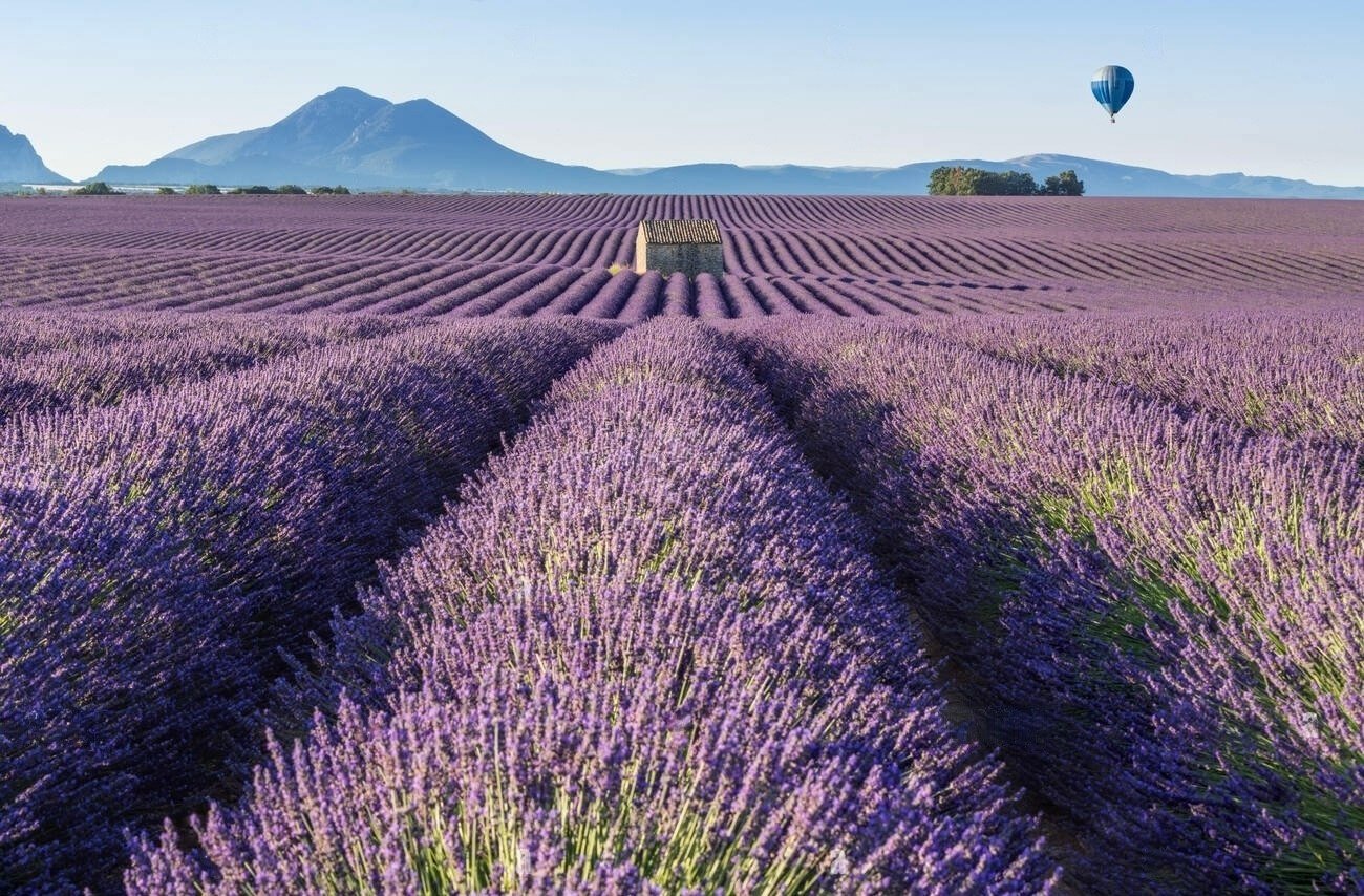 Endless rows of vibrant purple lavender stretch across the fields of Provence, with a rustic stone hut at the center, a hot air balloon drifting above, and majestic mountains in the background—an idyllic summer destination frequently featured in Paris travel blog guides for those seeking the beauty of southern France beyond the capital.