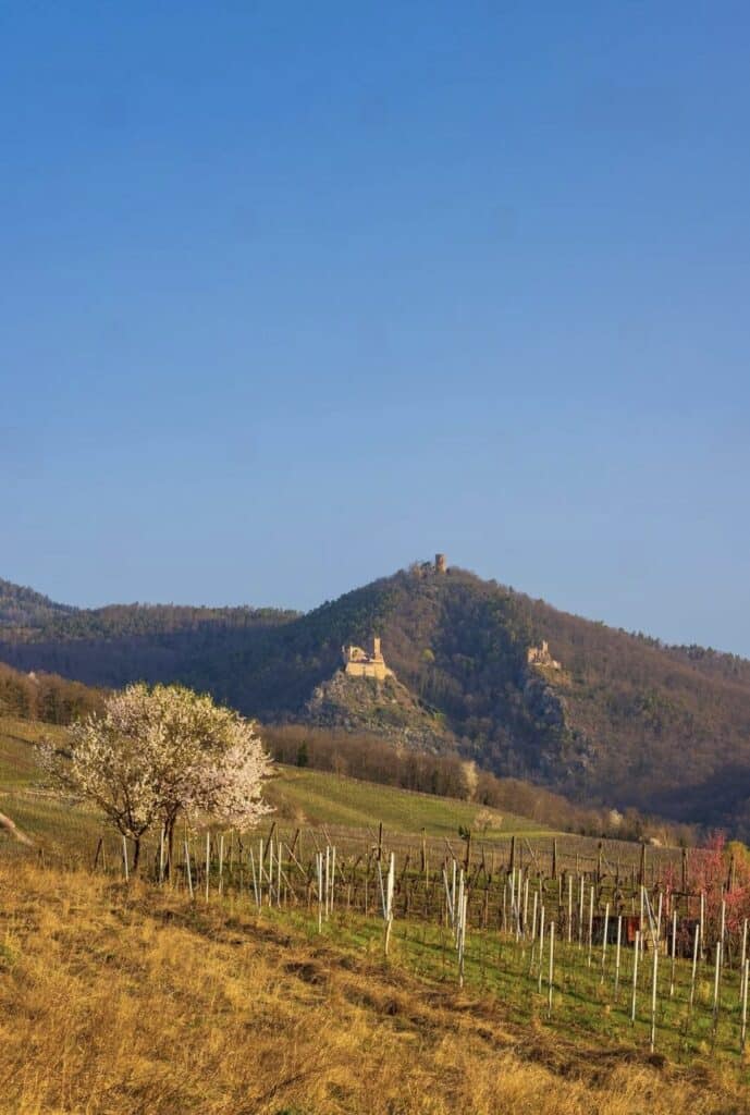 Vineyards leading up to the ruins of Château Saint-Ulrich, one of the beautiful places to visit in Alsace offering stunning views of the surrounding landscapes.