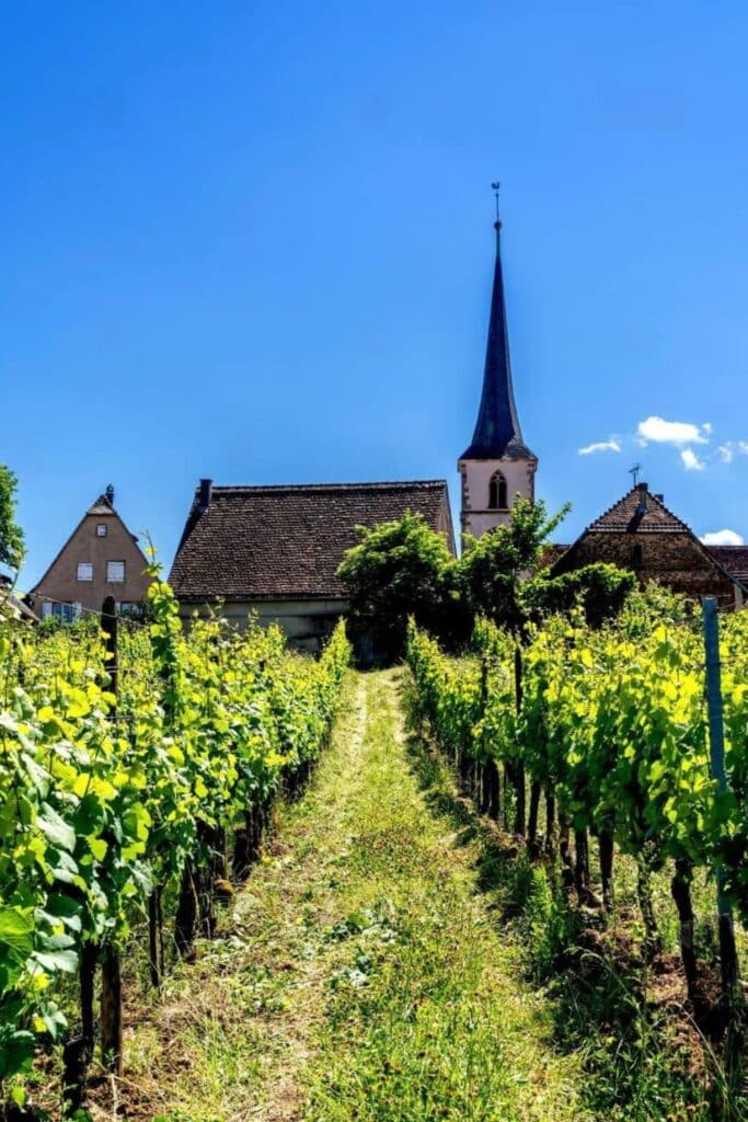 Vineyard path leading to the charming village church in Mittelbergheim, a picturesque place to visit in Alsace known for its beautiful landscapes and wine production.