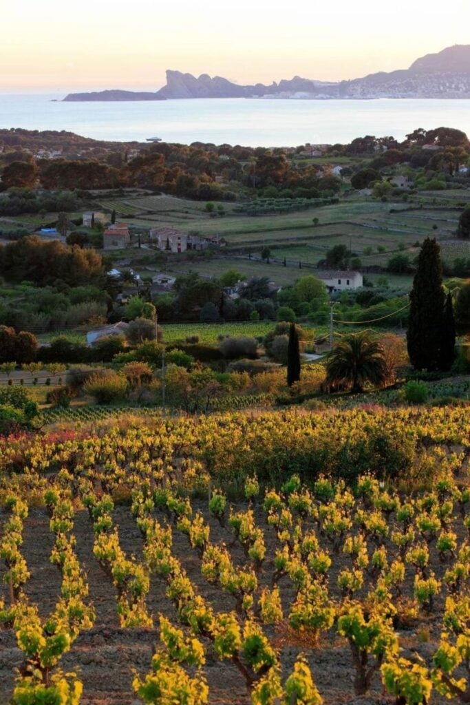 Rows of lush vineyards stretch towards the Mediterranean coast near Cassis, a scenic and tranquil destination for day trips from Nice, France.