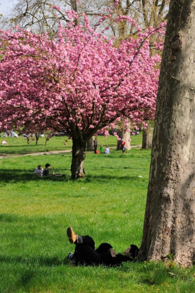 People relaxing under blooming cherry blossom trees in Bois de Boulogne—a tranquil escape for those exploring where to stay in Paris near nature, parks, and peaceful green spaces.